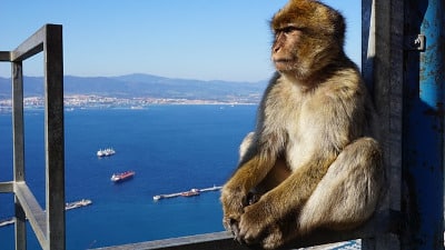 Monkey in Gibraltar